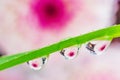 Water drops on a green leaf of a plant. The drops reflect the purple-pink flower. Royalty Free Stock Photo