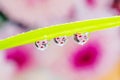 Water drops on a green leaf of a plant. The drops reflect the purple-pink flower. Royalty Free Stock Photo