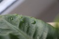 Water drops on green leaf plants Royalty Free Stock Photo