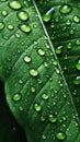 Water drops on green leaf. Rain drops on green leaf macro photo water drops of dew. Royalty Free Stock Photo