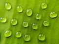 Water drops on a green leaf Royalty Free Stock Photo