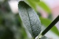 Water drops on a green leaf surface. Nature floral background. Organic botanical beauty macro closeup Royalty Free Stock Photo