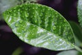 Water drops on a green leaf surface. Nature floral background. Organic botanical beauty macro closeup Royalty Free Stock Photo