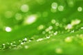 Water drops and green leaf texture background Royalty Free Stock Photo