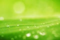 Water drops and green leaf texture background Royalty Free Stock Photo