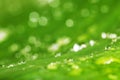 Water drops and green leaf texture background Royalty Free Stock Photo