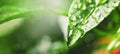 Water drops on green leaf under the rain, macro shot, space for text Royalty Free Stock Photo