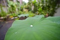 Water drops on green leaf of Waterlily in urban environment, India. Royalty Free Stock Photo