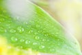 Water drops on a green leafs. Green leaf with water droplets, Closeup Royalty Free Stock Photo