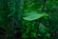 Water Drops On Green Leave, Sparkle Of Droplets On Surface Leaf.