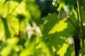 Water drops on the green leaves of grapes in the vineyard Royalty Free Stock Photo