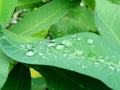 Water drops on green leaves