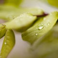 Water drops on green leaves outdoors Royalty Free Stock Photo