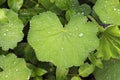 Water drops on green leaves Royalty Free Stock Photo