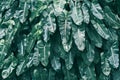 Water drops on green leaves after rain in rainy season. Royalty Free Stock Photo