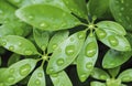 Water drops on green leaves in rainy season nature background Royalty Free Stock Photo