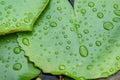 Water drops on green lotus leaf Royalty Free Stock Photo