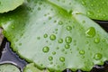 Water drops on green lotus leaf Royalty Free Stock Photo