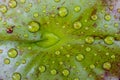 Water drops on green lotus leaf Royalty Free Stock Photo