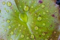 Water drops on green lotus leaf Royalty Free Stock Photo