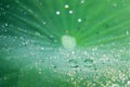 Water drops on green lotus leaf Royalty Free Stock Photo