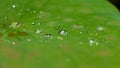 water drops on green lotus leaf close up Royalty Free Stock Photo