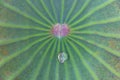 Water drops on green lotus leaf,Natural exotic background Royalty Free Stock Photo