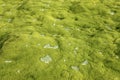 Water drops on green moss. Royalty Free Stock Photo