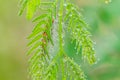 Water drops on the green nature Royalty Free Stock Photo