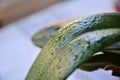 Refreshing Water Drops on a Green Orchid Leaf - Plant Care and Nature Concept