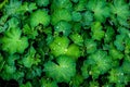 Water drops on a green plant Alchemilla lady`s mantle after rain in the garden, top view