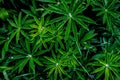 Water drops on a green plant Lupinus after rain, top view, dark tones