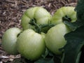 Water Drops on Green Tomatos on a Vine Royalty Free Stock Photo