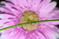 Water drops on a green twig of a plant. The drops reflect pink flowers of the gerbera. Focus on water drops, the flower in the bac Royalty Free Stock Photo