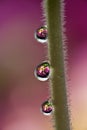 Water drops on a green twig of a plant. The drops reflect pink flowers of the Primrose Primula. Focus on water drops, the flower i Royalty Free Stock Photo