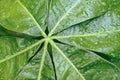 Water drops on greenleaves fresh and relax nature back