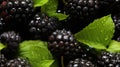 Water Drops on Group of Fresh Blackberries As Defocused Background Close Up