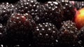 Water Drops on Group of Fresh Blackberries As Defocused Background Close Up