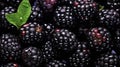 Water Drops on Group of Fresh Blackberries As Defocused Background Close Up