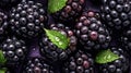 Water Drops on Group of Fresh Blackberries As Defocused Background Close Up