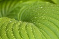 Water drops on a hosta green leaf