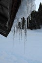 Icicles in winter melt with water drops