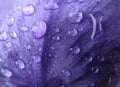 Water drops on iris petal