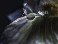 Water drops on iris petals Royalty Free Stock Photo