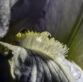 Water drops on iris pistils and petals Royalty Free Stock Photo