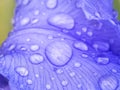Water drops on iris Royalty Free Stock Photo