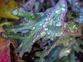 Water drops on kale leaves in autumn Royalty Free Stock Photo