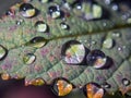 Water drops on kale leaves in autumn Royalty Free Stock Photo