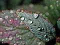 Water drops on kale leaves in autumn Royalty Free Stock Photo
