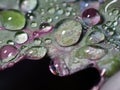 Water drops on kale leaves in autumn Royalty Free Stock Photo